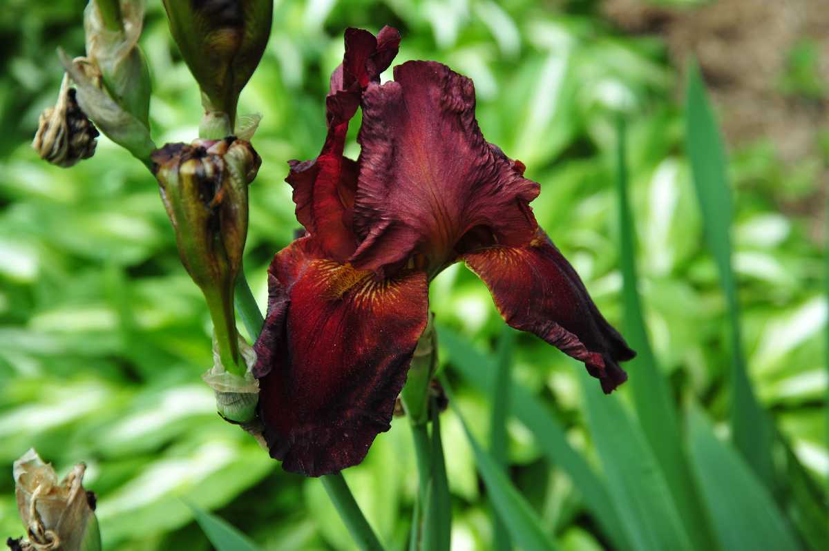 FLORA AND FAUNA 023